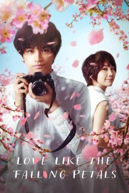 Love Like the Falling Petals (My Dearest, Like a Cherry Blossom) ใบไม้ผลิที่ไม่มีเธอเป็นซากุระ (2022) NETFLIX - ดูหนังออนไลน